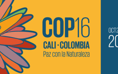 Siete términos clave que te permitirán entender mejor la COP16