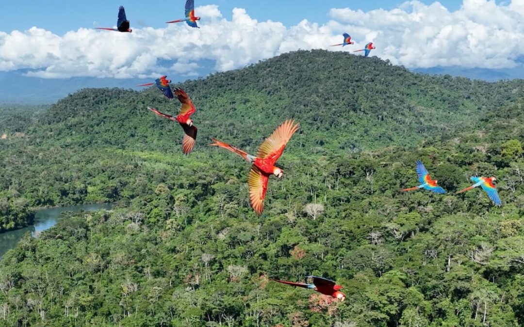 La expansión de las concesiones extractivas amenaza territorios indígenas y áreas clave para la biodiversidad en la Amazonía